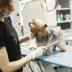 Torino, nasce l’ambulatorio veterinario sociale: firmato il protocollo per cure accessibili