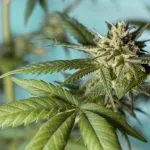 Coltivava marijuana in casa a Torino: arrestato un uomo di 37 anni