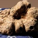 Autunno al profumo di tartufo in Piemonte: tutte le fiere da ottobre a dicembre 2026